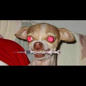 Meet your Posher, Angus